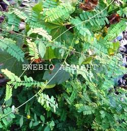 Abrus precatorus copie copier 