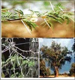 Acacia albida asb 2 