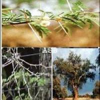 Acacia albida asb 2 