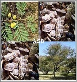 Acacia nilotica et gousses asb 4