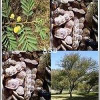 Acacia nilotica et gousses asb 5