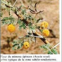 Acacia seyal asb 1