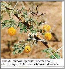 Acacia seyal asb 1