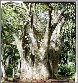 Adansonia digitata