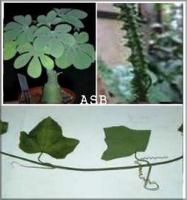 adenia-lobata-asb.jpg