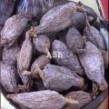 Aframomum melegueta atakoun 4