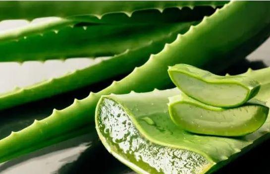 Aloe vera pour endometriose 1
