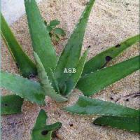 Aloe vera