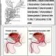 anatomie-de-la-prostate-et-la-prostatite.jpg