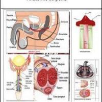 Anatomie du penis 2