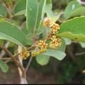 Anogeissus leocarpus 2 copier 1
