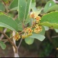 Anogeissus leocarpus 2 copier 