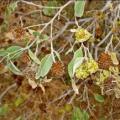 Anogeissus leocarpus 3 copier 1