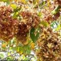 Anogeissus leocarpus 4 copier 1