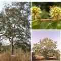 Anogeissus leocarpus copier 1
