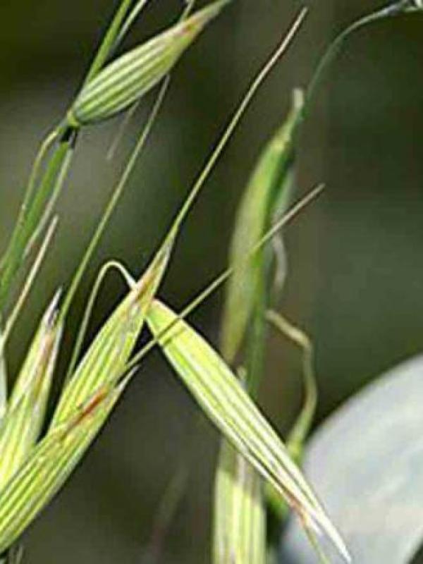 Avena sativa 2