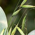 Avena sativa