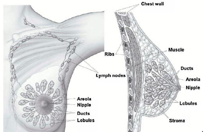 Soigner le cancer du sein sans chirurgie