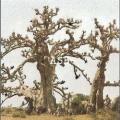 écorce de baobab pour agrandir le pénis
