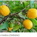 Citrus medica 3