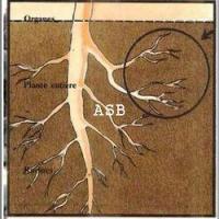 Comment enlever une racine sans tuer l arbre 2