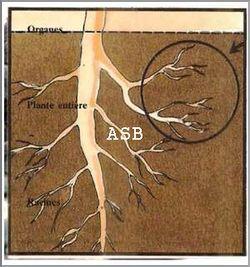 Comment enlever une racine sans tuer l arbre 2
