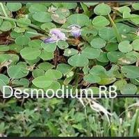 Desmodium rb