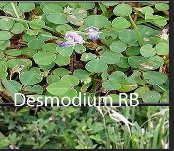 Desmodium rb