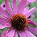 Echinacea 1