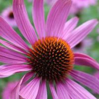 Echinacea 1