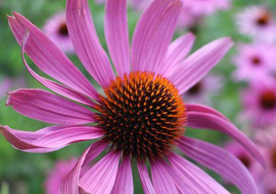Echinacea 1