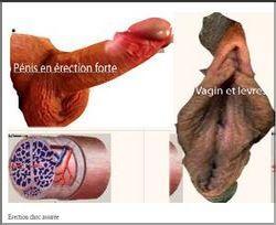 Erection forte 8