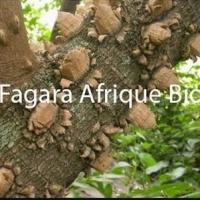 Fagara zanthoxylum