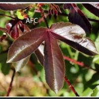 Feuille de jatropha rouge 1