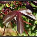 Feuille de jatropha rouge