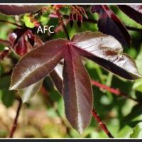 Feuille de jatropha rouge