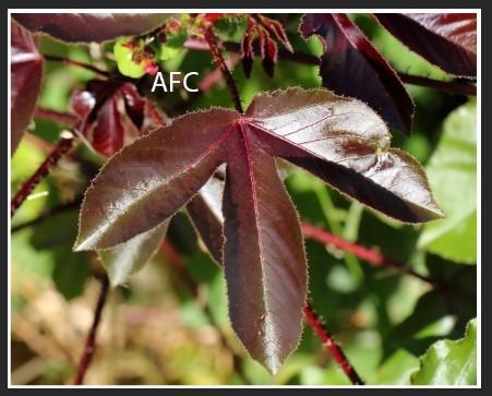 Feuille de jatropha rouge