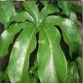 Feuilles de baobab 1