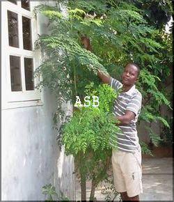 Moringa et fertilité (hommes et femmes)