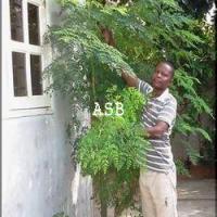 Feuilles de moringa asb