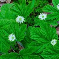 Goldenseal 1