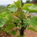 Jatropha blanc ou jatropha curcas
