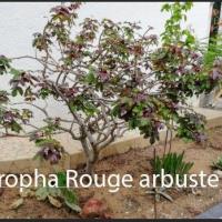 Jatropha rouge et sida jatropha eb