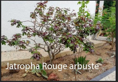 Jatropha rouge et sida jatropha eb