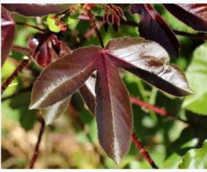 Jatropha rouge Jatropha gossypiifolia