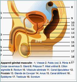 Solution naturelle pour guérir la varicocele