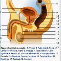 La prostate et l appareil genital masculin image wikipedia 