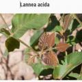 Lannea acida
