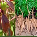 Manioc et jatropha rouge