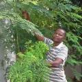 Moringa copie 1